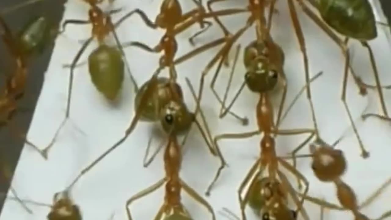 These Weaver ants are one of the most effective teams in the natural world