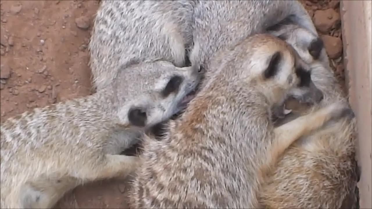 Meerkats Mass Brawl Part One