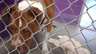 Edelweiss 6y Pet Id 948323 kennel 16 HSSAZ shelter so smooth, it made my heart very happy20250822161