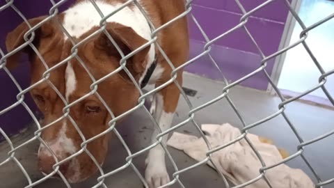 Edelweiss 6y Pet Id 948323 kennel 16 HSSAZ shelter so smooth, it made my heart very happy20250822161