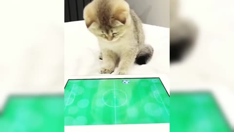 12 Minutes of Funny Cat Videos