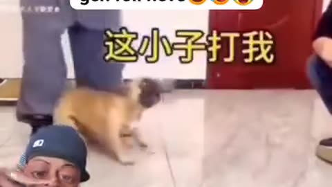 Funny animals video