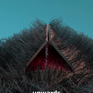 How_Scalp_Reduction_Surgery_Works_🤔