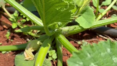 Why Do Squash Fruits Turn Yellow?