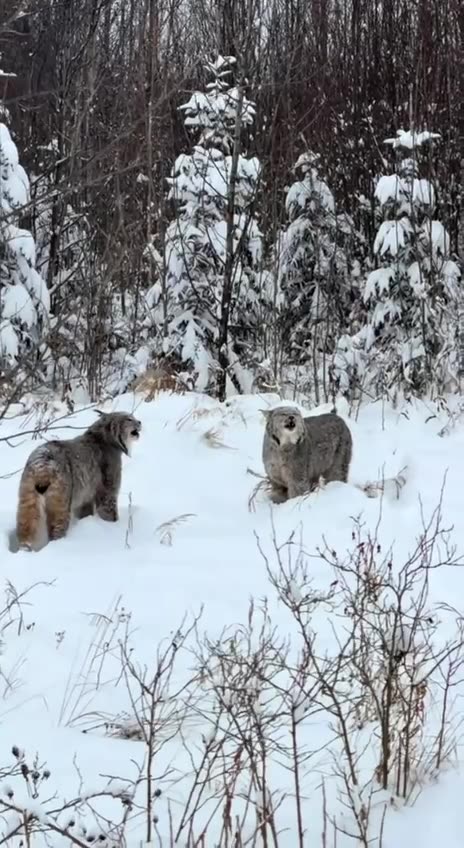 Lynx call in the wild