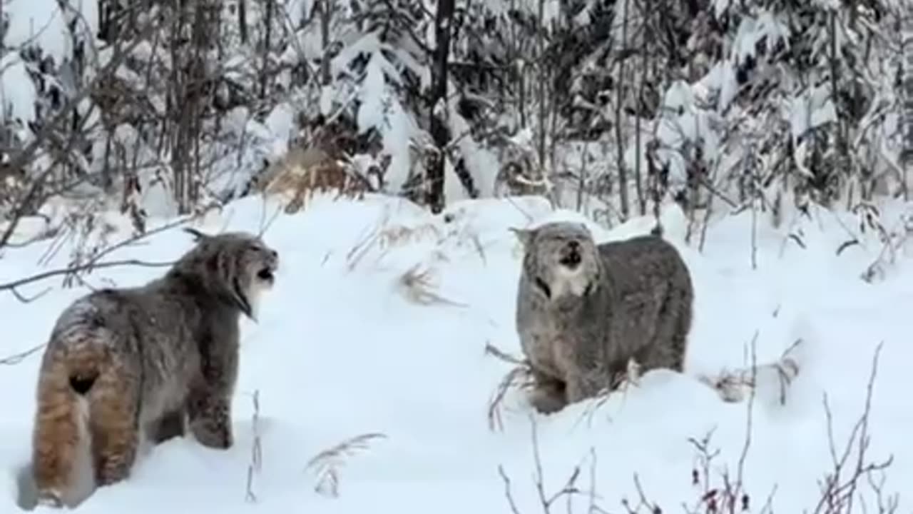 Lynx call in the wild