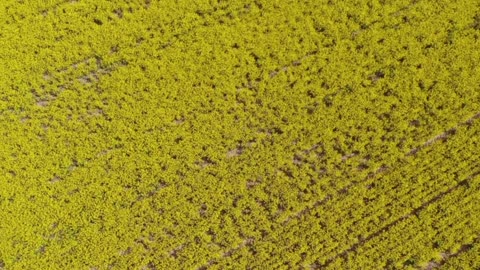 Classical Lofi Study Hour