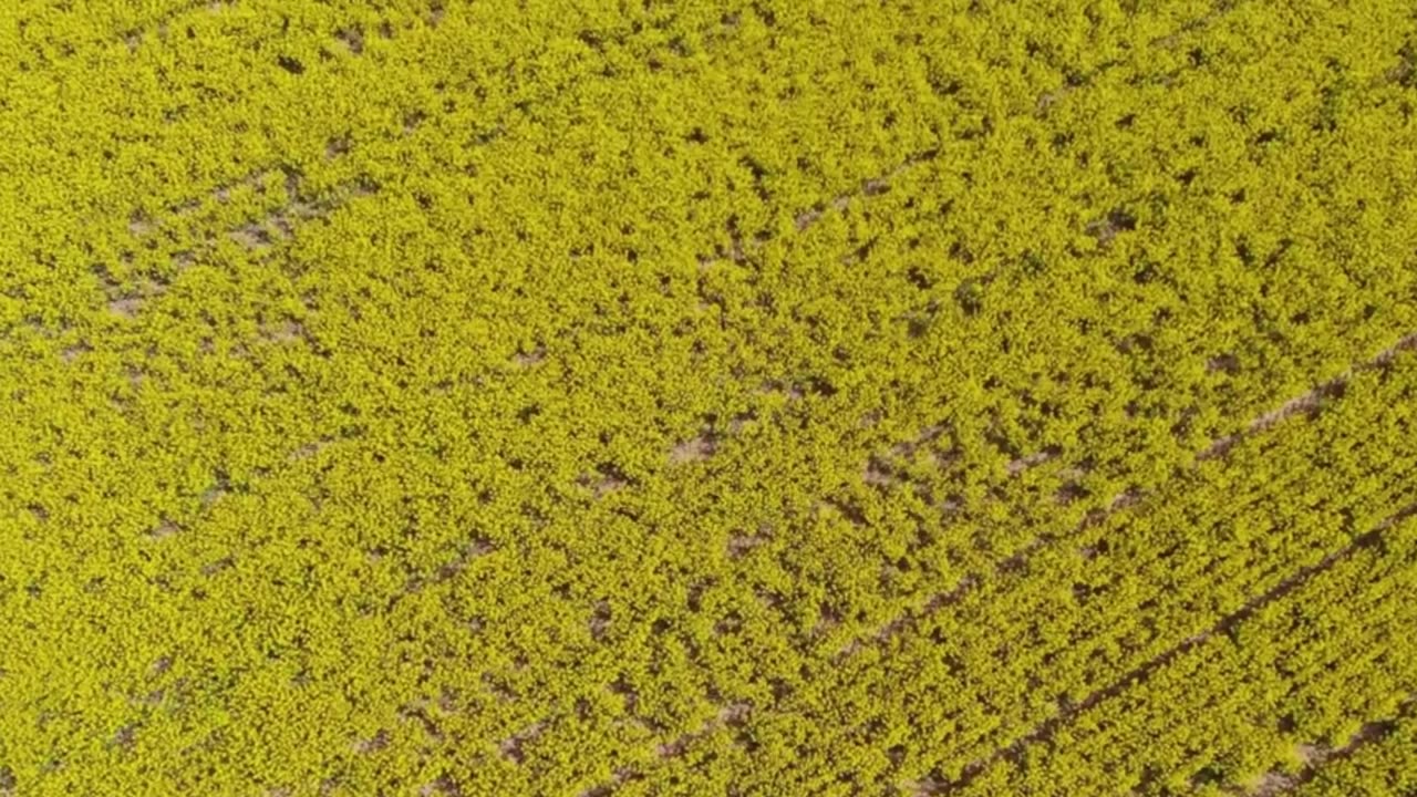 Classical Lofi Study Hour