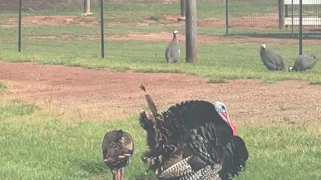 One Tail Feather Left and Alan is Still Strutting Around