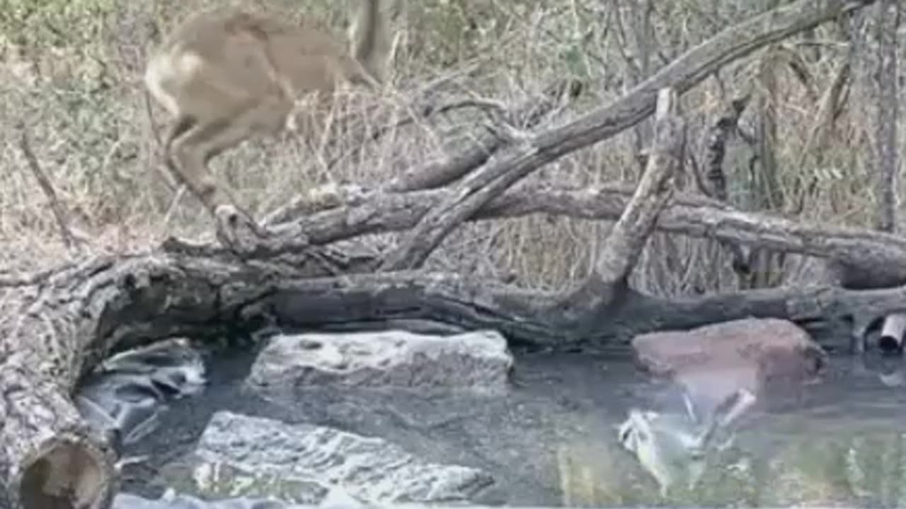 Did the tit scare the deer? 🐦🦌😊