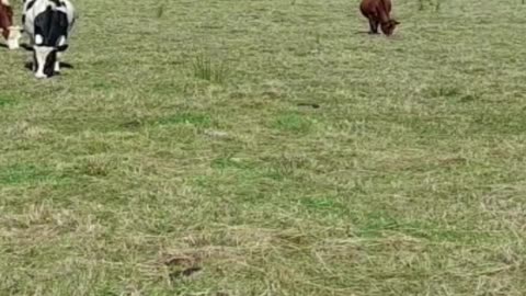 cow