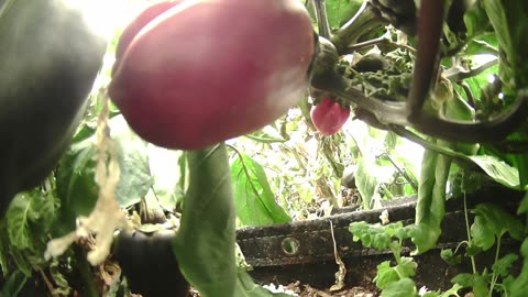 Indiegogo Is Live! Come Explore With Me – Gen X Nature Stream |