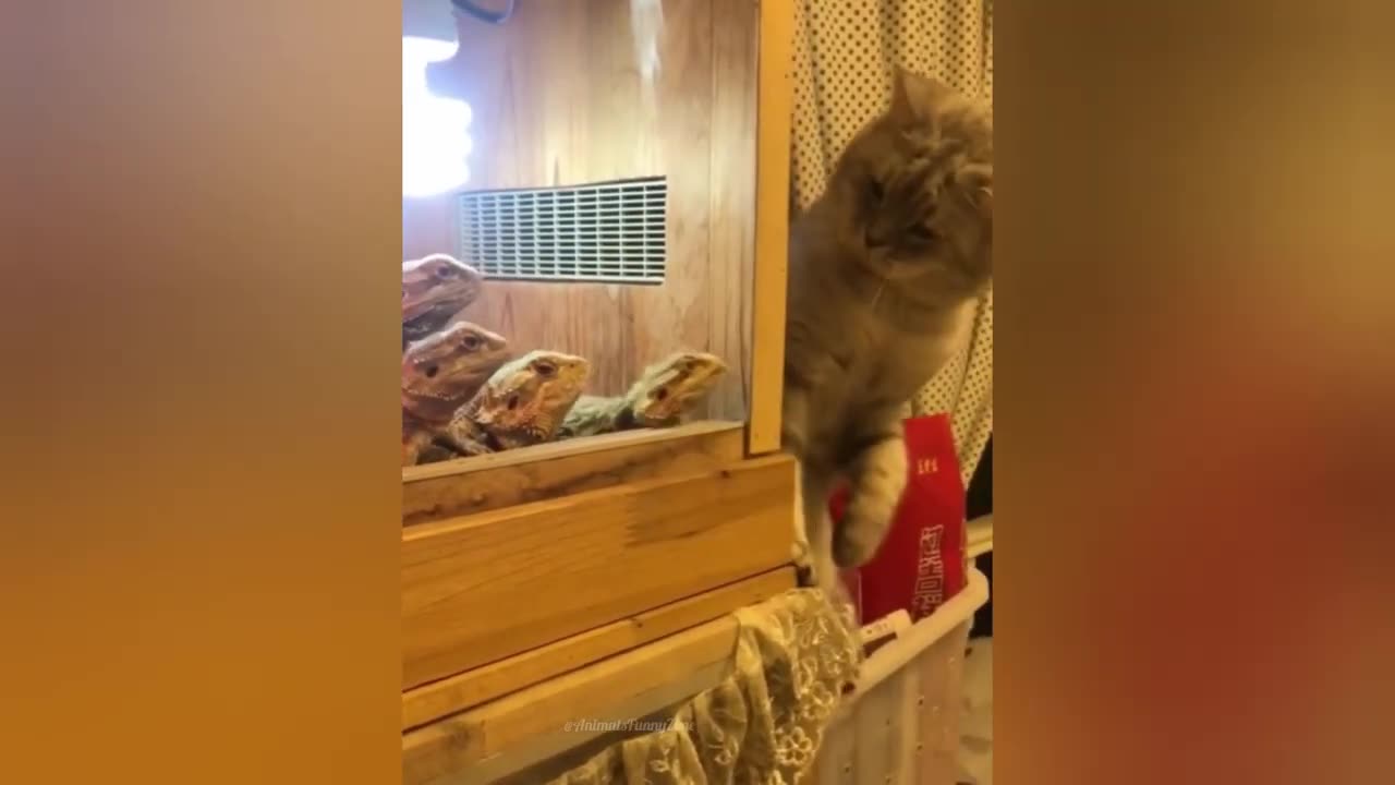 funny video