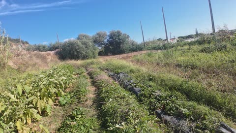 As Terças na Horta Experimental, Margem Sul Agrofloresta 9th of Sept 2k25 Pt 1