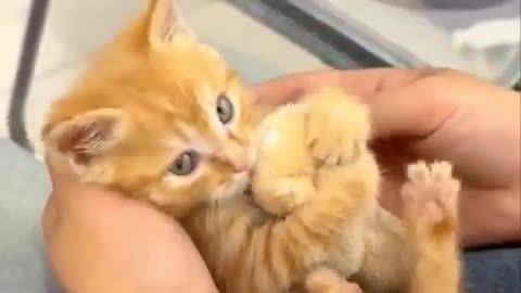 Kitten loves hugging the teddy bear
