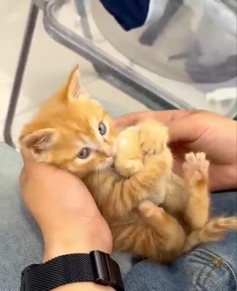 Kitten loves hugging the teddy bear