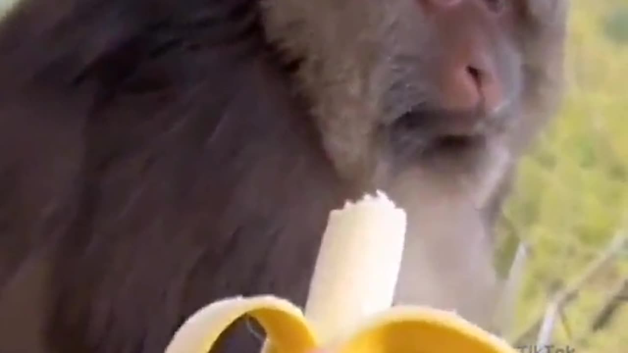 monkey and the banana