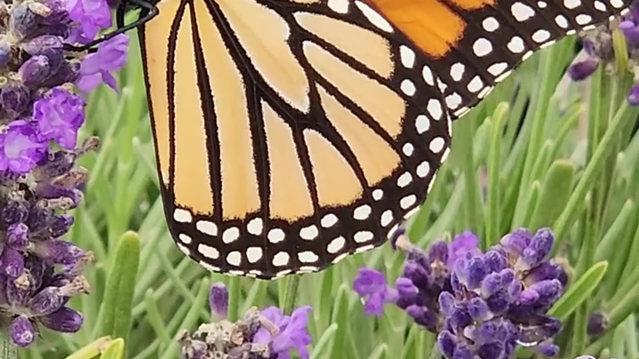 Monarch Butterfly "The Essence Of Refreshness."