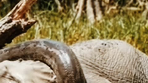 Mother elephant attacked by giant python,baby elephant call for rescue.#rumble, #grumble, #royalrumble,#grumble