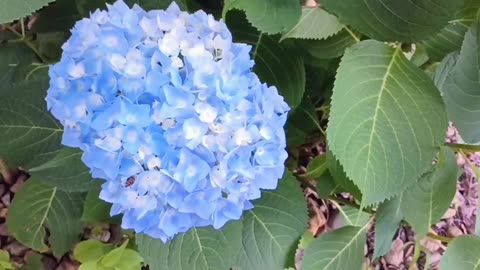Hydrangea