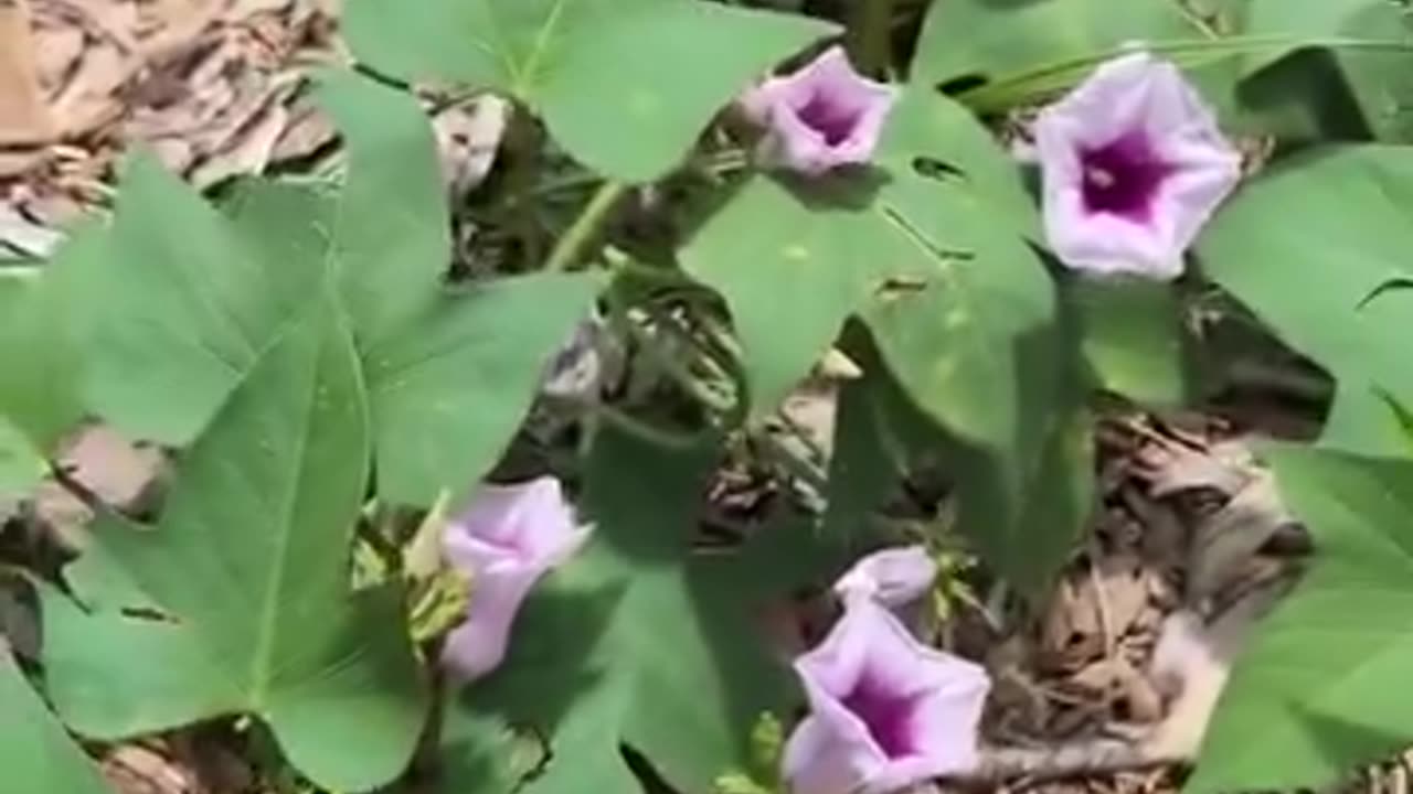 Sweet potato vines and diabetes