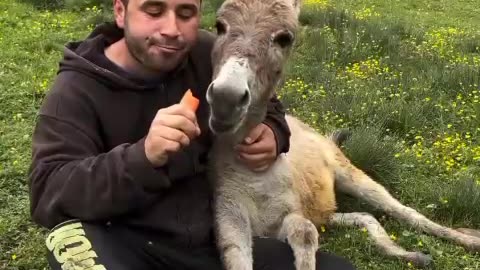 Donkey friend