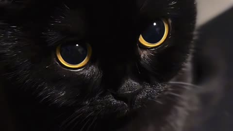 Cute Cats Funny Video | Part 10
