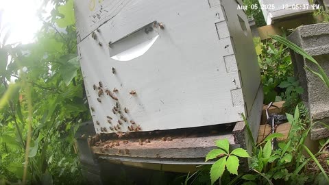 Bees at Noon on a Tuesday