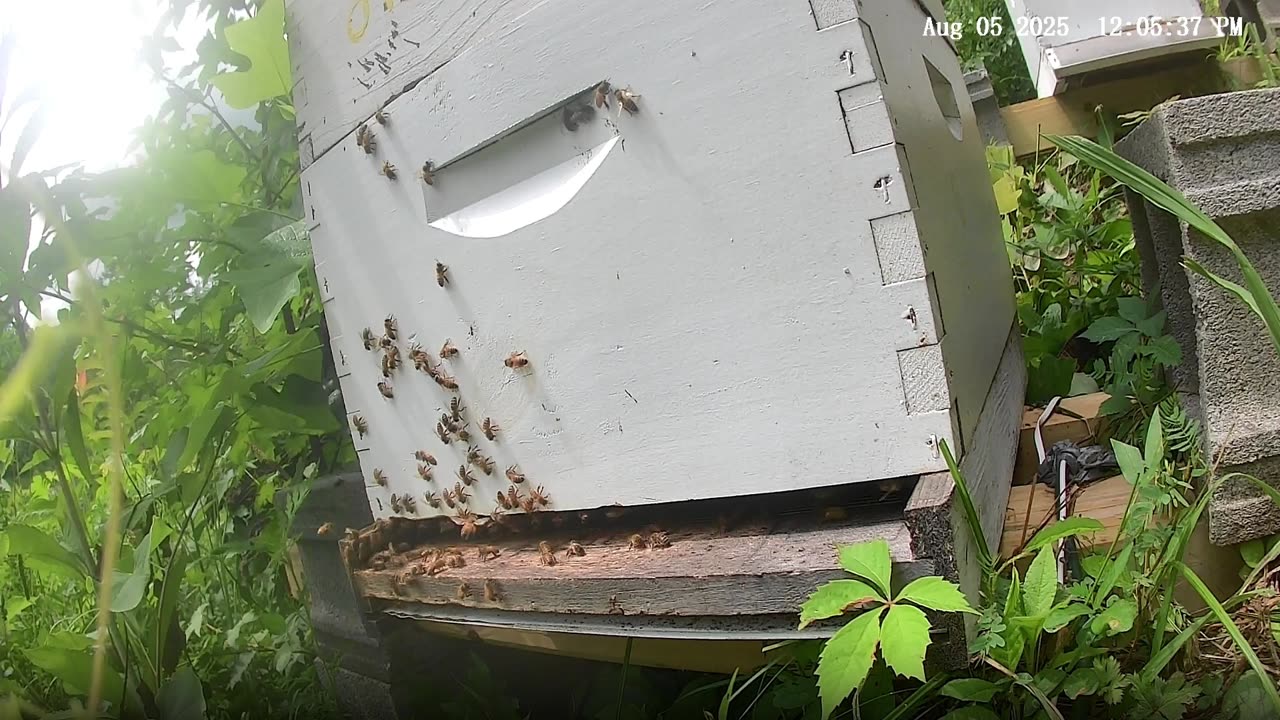 Bees at Noon on a Tuesday