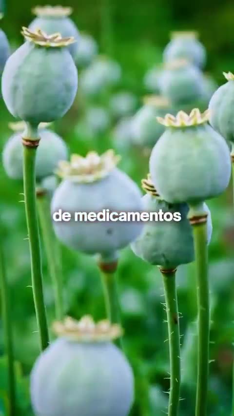 El Negocio Del Pastilleo Y Una Sociedad Obsesionada Con Las Enfermedades