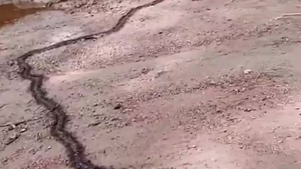 MASSIVE Ant Colony on the Move! 🐜🐜🐜