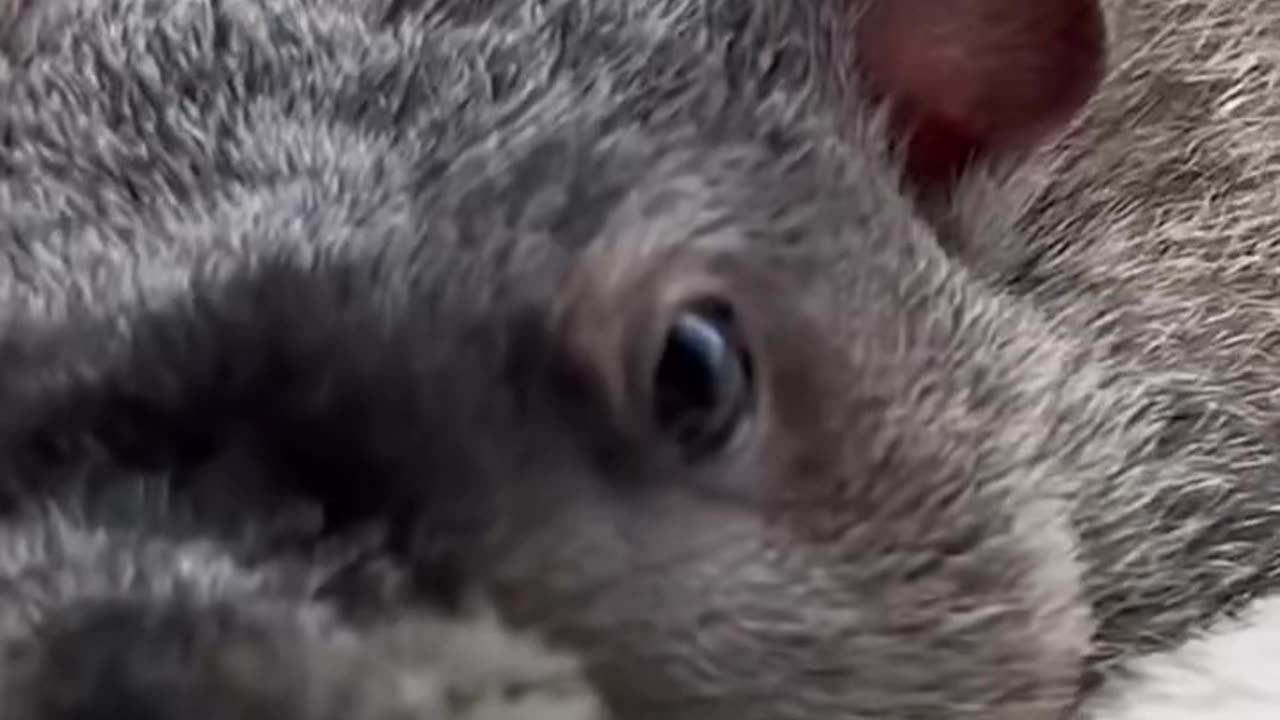 The little sister adopted a wild groundhog~ so cute and loving