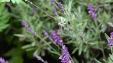 Sound ON 🔉 ASMR Lavender Harvest 🪻#lavender #gardening #asmrsounds #satisfyingasmr #herbs #flowers