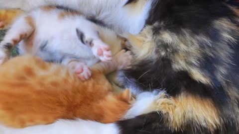 Cat puppies feeding on mother