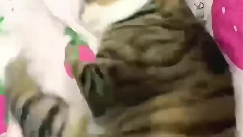 What does this action mean #cat #cuteanimal
