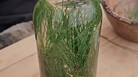 Making soda with pine needles and sugar water 