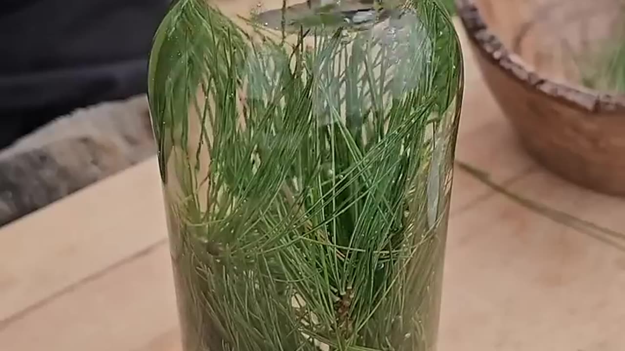 Making soda with pine needles and sugar water