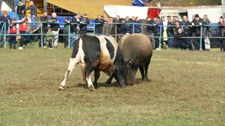 Kobrica od Junuzovića vs Šaronja od Dervića Zimča 2025