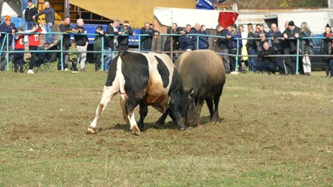 Kobrica od Junuzovića vs Šaronja od Dervića Zimča 2025