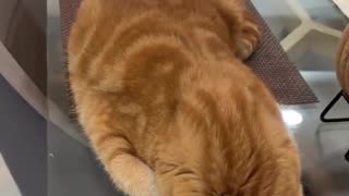 😂🐶 This Cute Cat's Nap Spot is OUT. OF. BOUNDS! | FunFM