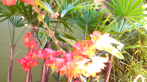 Interesting foliage!