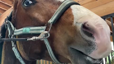 Horse Enjoys Sweet Treat