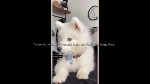 Cute puppy whining