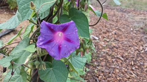 Morning Glory