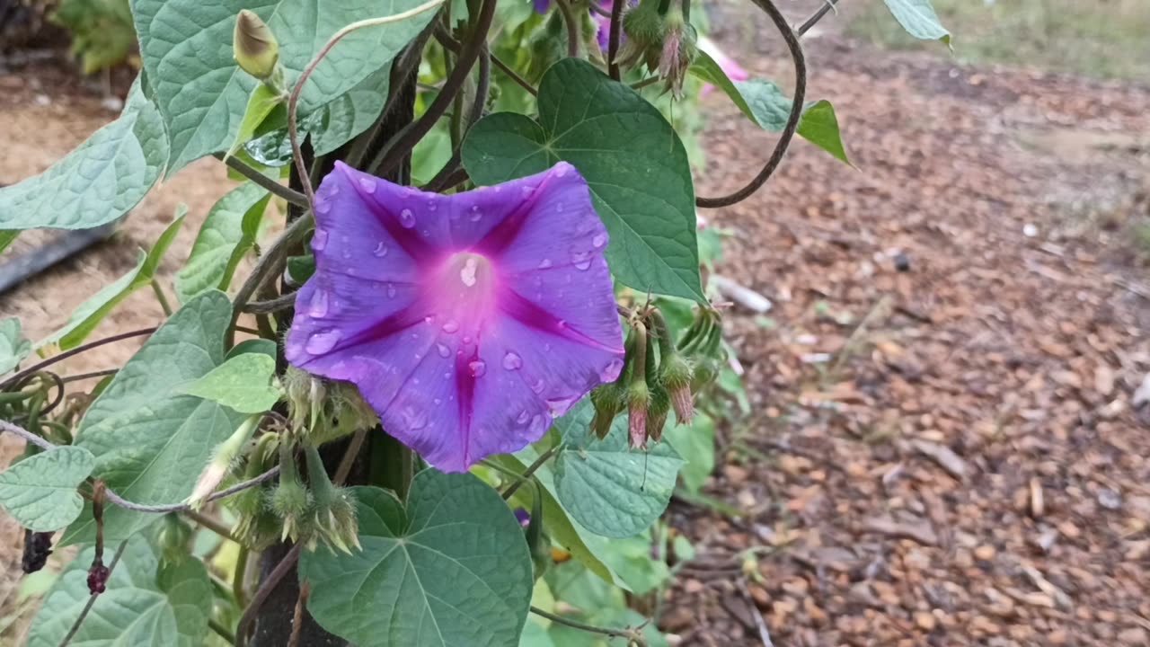 Morning Glory