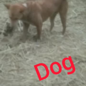 I saw the village dog