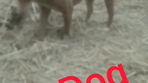 I saw the village dog