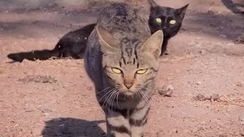 Cats are never boring