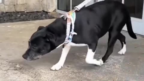 Adopting a dog