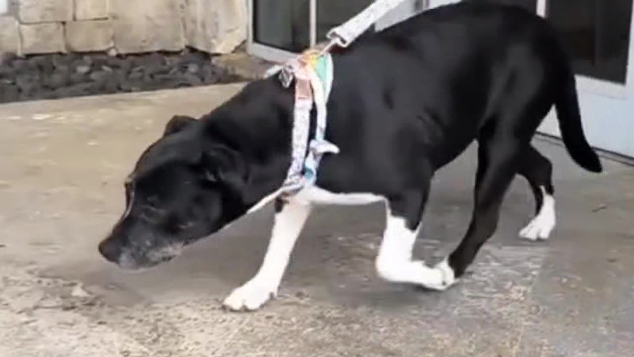 Adopting a dog